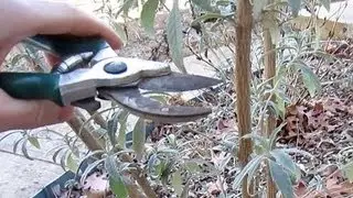 When and How to Prune Butterfly Bushes