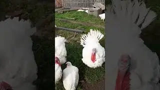 Индюк надутый