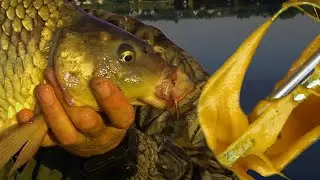 Насадка своїми руками. Простий рецепт для ловлі коропа. Ловля коропа літом на поплавок.