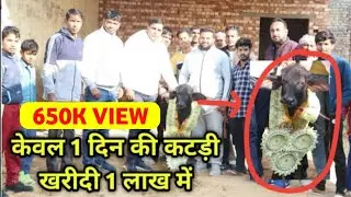 केवल 1 दिन की कटड़ी खरीदी 1 लाख में 👉 1 Day Murra Calf For 1 Lakh #M29_Calf #Murra_Calf_One_Lakh