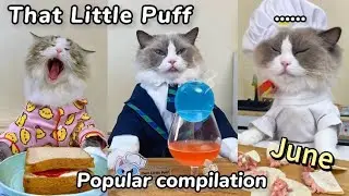 😋June Compilation | That Little Puff