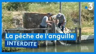 Qui veut la peau des pêcheurs d'anguille ?