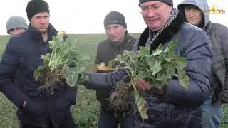 3 года по NO-till в Крыму.Озимая пшеница, озимый рапс.