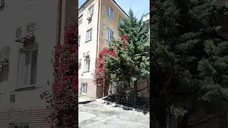 ТрехЭтажная роза