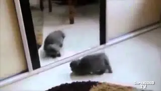 Приколы с кошками Смешные кошки Кот у зеркала Ржака