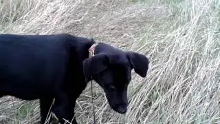 СОБАКА ВЕГАН )))