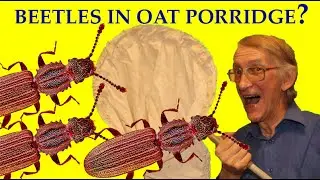 Who Are Small Beetles in Cooked Oat Porridge? Do Grain Beetles Eat Oat Flakes?