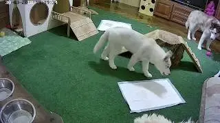 Вест в гостях у Вики