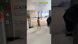 Ranking The BEST Dog Moments
