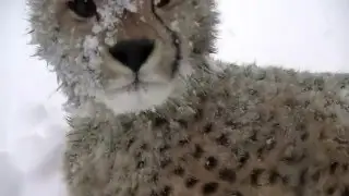 Kumbali and Kago's First Snow