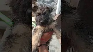 #germanshepherd #gsdofig #doglover #shortsfeed #animals #ytshorts #shorts #shortvideo #trending