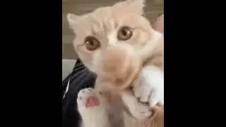 #мем #рёбра #аутофагия #кот #хвост #операция