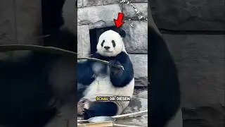 Bambus Panda Panda ❤️