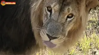 Марсель в шоке - нарушают посетители, а стыдно львам. Тайган. Lions life in Taigan.