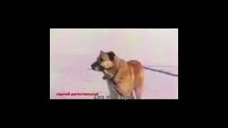Легенды прошлых лет! БОРЗА и БАТЫР!