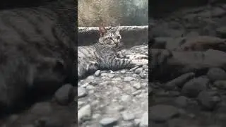 Oops! Disturbing a Relaxing Cat in Gravel #catlover #cat #animals #kitten #cute #cats #catvideos