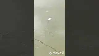 карасики лопают хлеб на дачном пруду