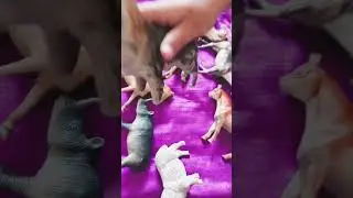 #comedy #funny #love #yasmina #animals #vlog #family