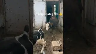 Bağlı hayvanı serbest bırakmak ! 