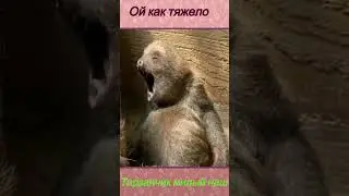 Ой ка тяжело Тарзан милый наш
