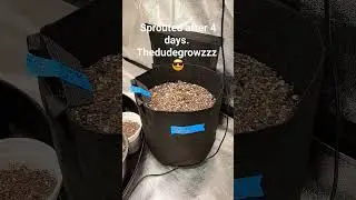 Sprouted after 4 days 