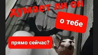 ДУМАЕТ ЛИ ОН О ВАС ПРЯМО СЕЙЧАС? БЫСТРЫЙ РАСКЛАД НА ТАРО