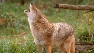 Coyote Howl Sound Effect