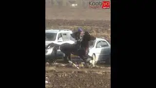 الخيل العربية عملية احماء الحصان للسباق الحصان اربوك مع الخيال عمر الحسون