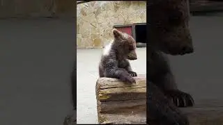 Маленькая спасенная Лейла! Медвежонок счастлив в Тайгане! #животные #animal #zoo #taigan  #cutebaby