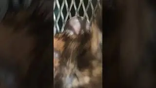 #সালা অনেক পারা দিছে