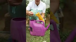Томаты нальются и станут крупными, сладкими, ароматными!