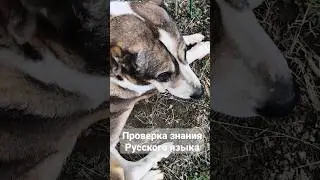 проверка языка