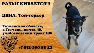 Пропала собака! ДИНА. Той-терьер. Тюменская область, г.Тюмень.