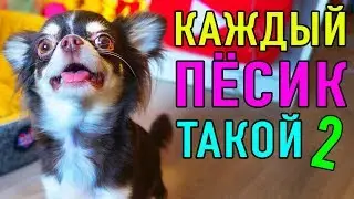 КАЖДЫЙ ПЕСИК ТАКОЙ 2 | ПАРОДИЯ Magic Pets