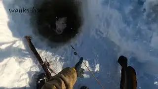 Fishing for river monster! Нашествие налимов! 4k! 21/02/2024