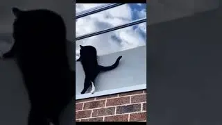 Ninja Cats Amazing Pet Videos Crazy Cat Climbing Skills @dogsenseii #shorts#animals#tiktok#cat#pets