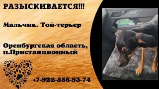 Пропала собака ! МАЛЬЧИК , Той-терьер , Оренбургская область , п. Пристанционный