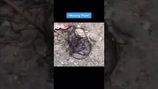 Nuclear Mutated Animals From Chernobyl 