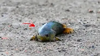 Ikan Inilah Penyebab Hewan Mati Saat Ikan Ini Berjalan di Darat