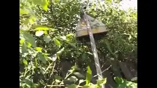 как легко снимать привившийся рой и возвращать рой назад в свой улей если это необходимо