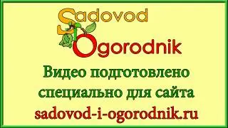 Как сохранить георгины зимой в квартире: проверка после хранения.