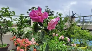 Roof Garden | Chhad Bagan | Relaxing Rain Sound | Rain and Thunder Sound | Rainy Day | First Monsoon