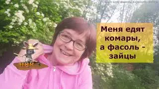 Татьяна. Меня едят комары, а фасоль зайцы.Белочка чувствует себя как дома. Белые ночи в Финляндии