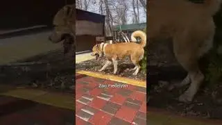 Финал Самых Сильных Волкодавов 2023г...