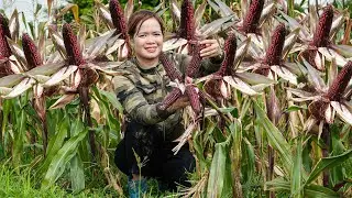 Harvest Mutant Corn in the Field, Traditional Corn Wine Making Process, Animals Care | Free New Life