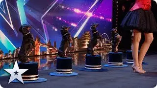 Doggies Got Talent! Diana Vedyashinka and her DANCING dogs! | Auditions | BGT 2020