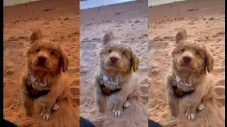 Cute puppy 😍