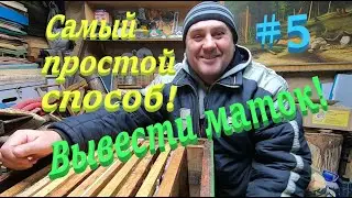 ✅ Матки на вашей пасеке! Простейший способ вывести! 