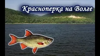 Ловля Красноперки на Волге. Русская Рыбалка 3.99.