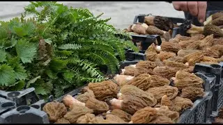 Quzuqarnı  - 1 kiloqramı 40 manat! Al ye də )